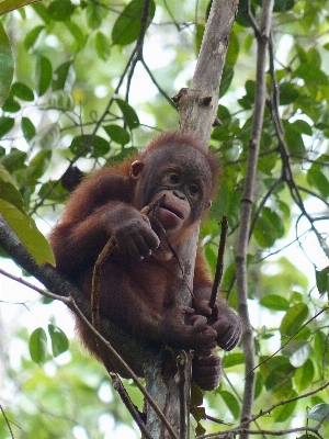 Foto Pohon alam cabang satwa