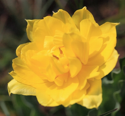 Blossom plant flower petal Photo