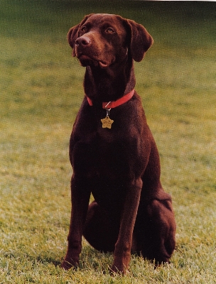 Lawn puppy dog animal Photo