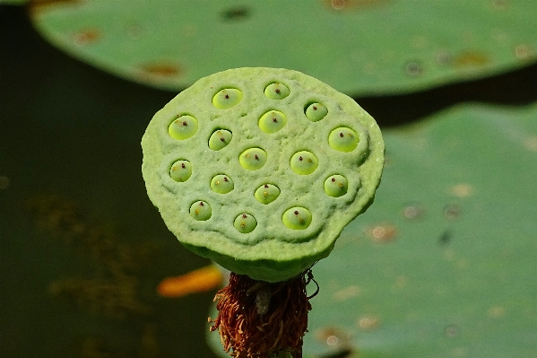 Water nature drop dew Photo