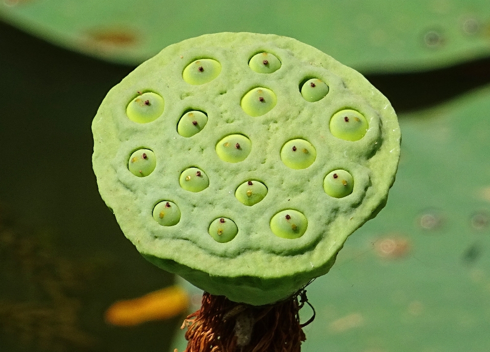 Natura pianta bianco fotografia