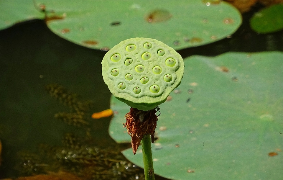 Natura zakład biały fotografia