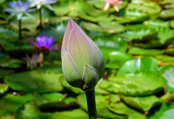 自然 花 植物 葉 写真