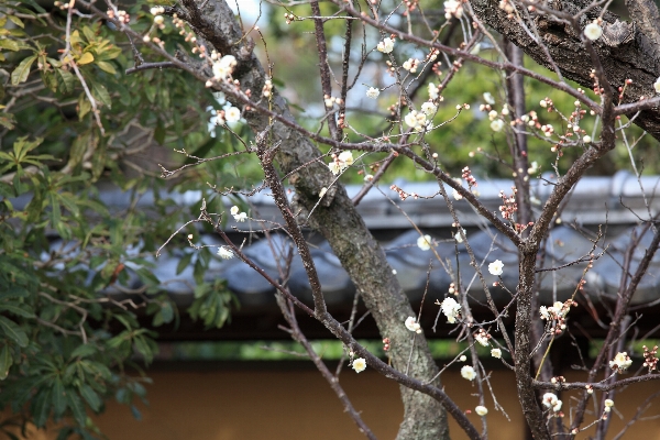 Tree nature branch plant Photo