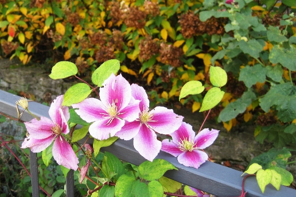 Nature blossom fence plant Photo