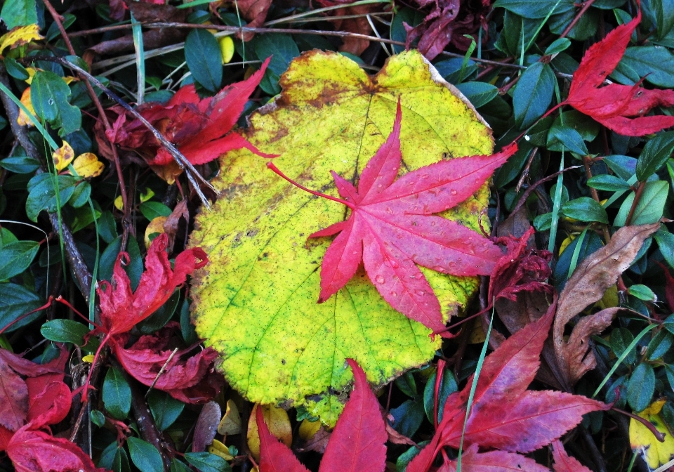 Tree nature plant leaf