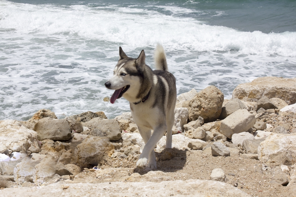 Strand meer wasser hund