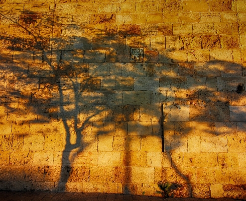 Tree nature rock light Photo