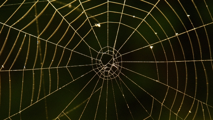 Foto Bahan lingkaran invertebrata jaring laba-laba