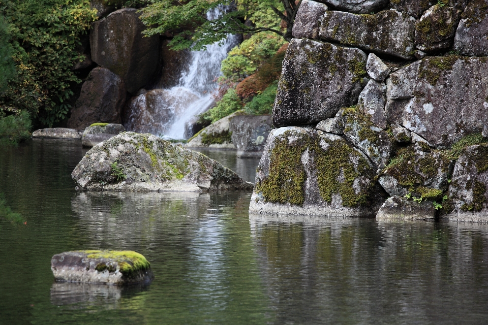 árbol agua naturaleza rock