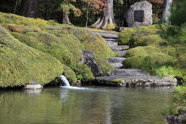 Tree water rock plant Photo