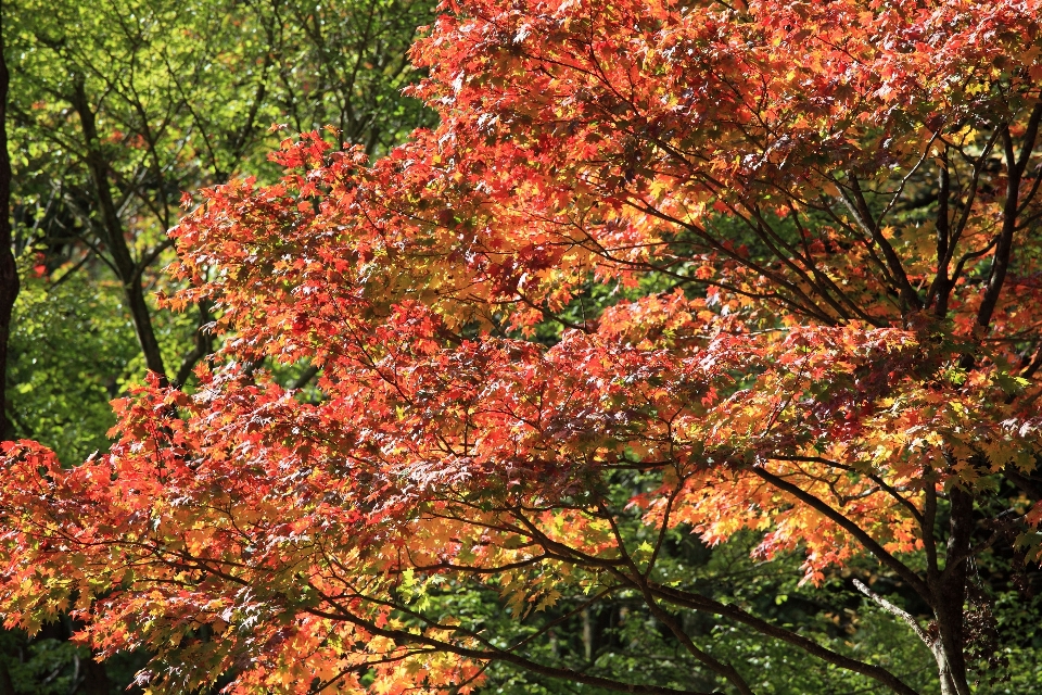 Albero ramo pianta foglia