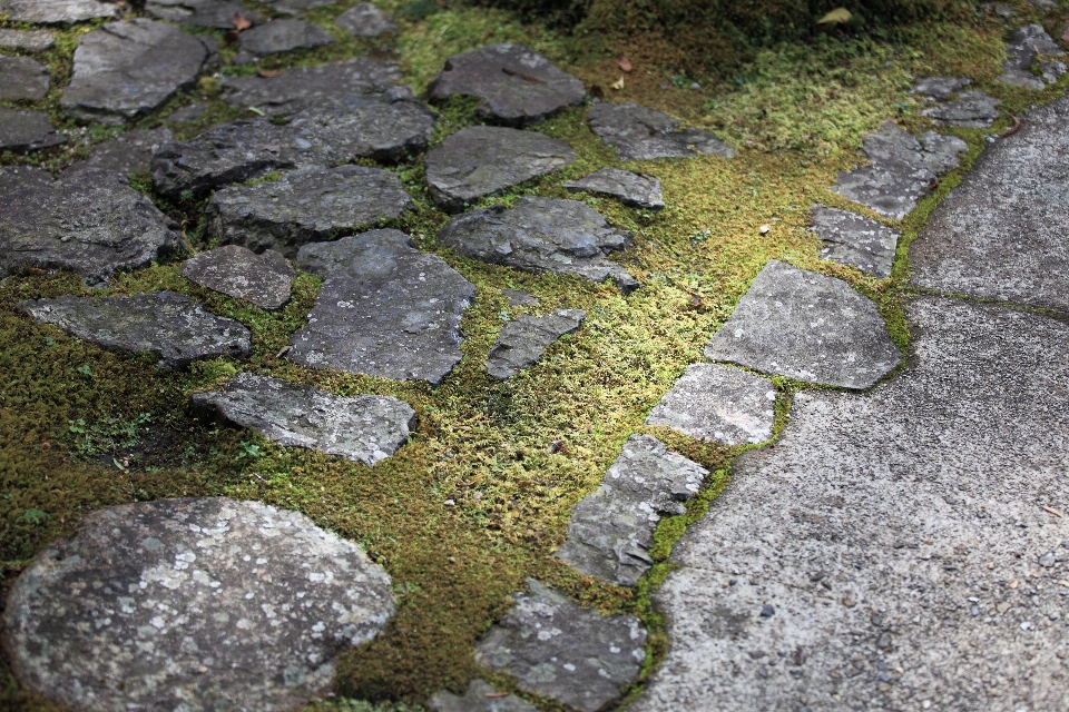 Grass rock lawn leaf