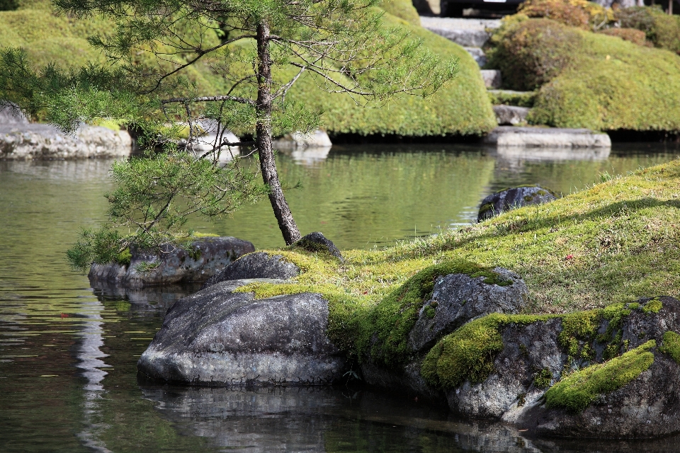 Landscape tree water nature