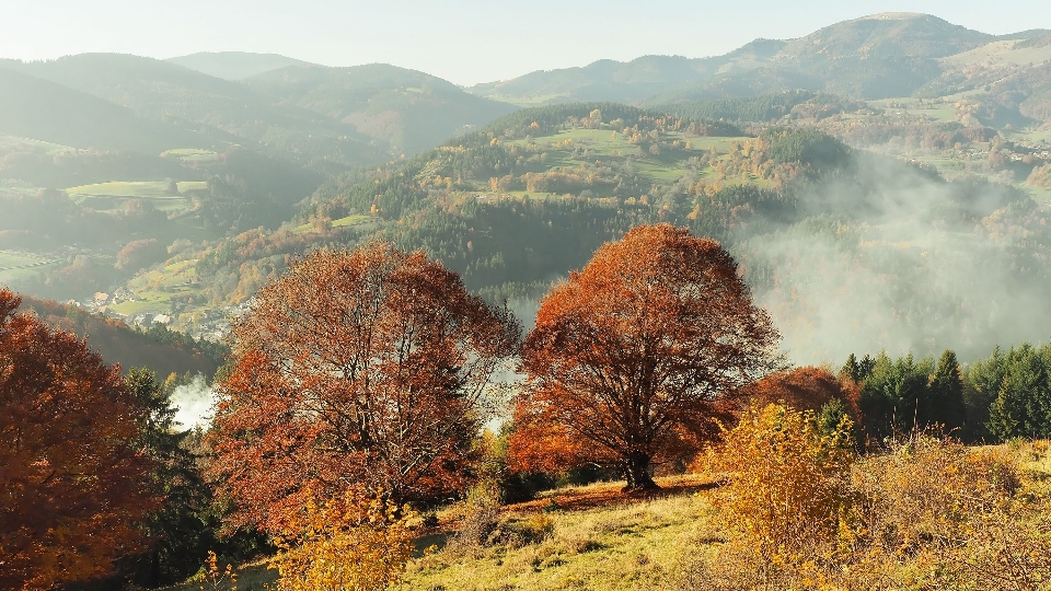 Krajobraz drzewo natura las