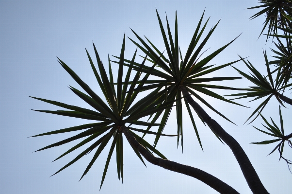 Tree nature grass branch Photo