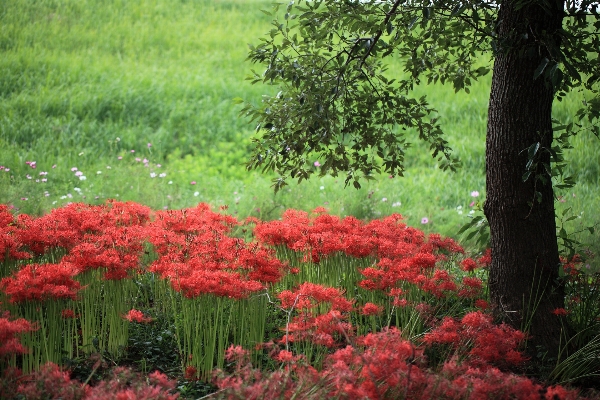 Tree grass plant lawn Photo