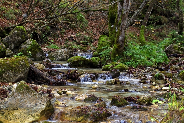 Tree water nature forest Photo