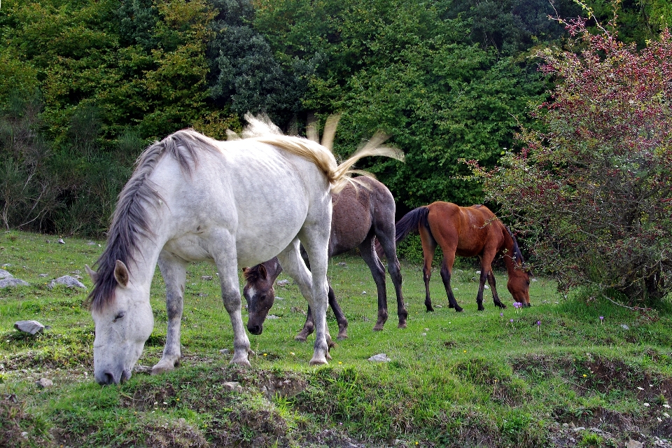 Meadow animal herd pasture