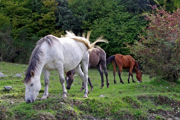 Meadow animal herd pasture Photo