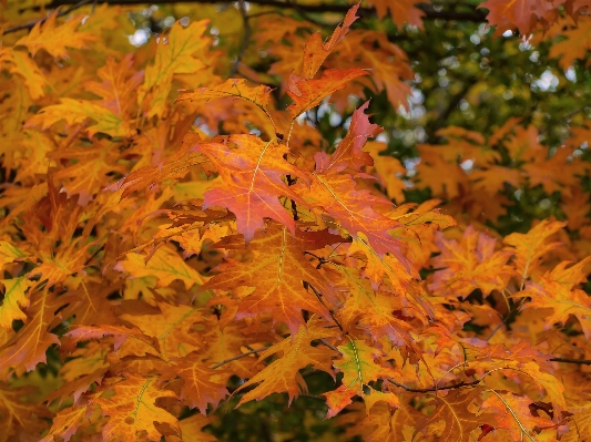 Tree nature branch plant Photo