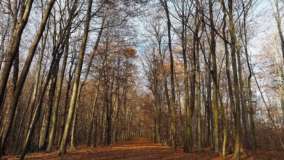 Paesaggio albero natura foresta