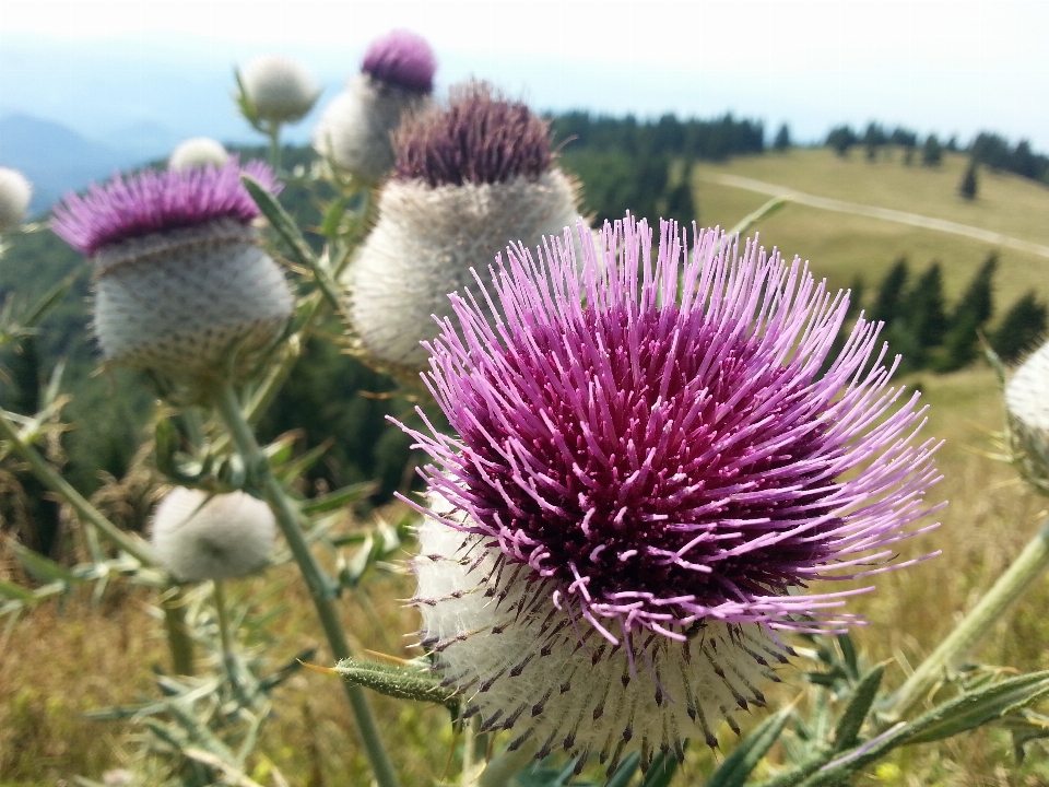 Fleurir usine prairie
 fleur