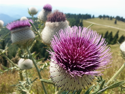 Blossom plant prairie flower Photo