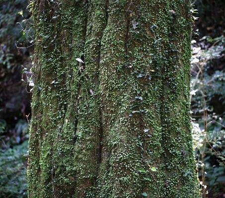 木 森 ブランチ 植物 写真