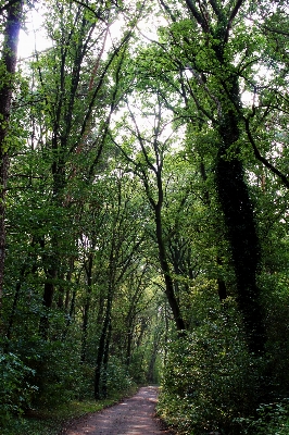 Landscape tree nature forest Photo