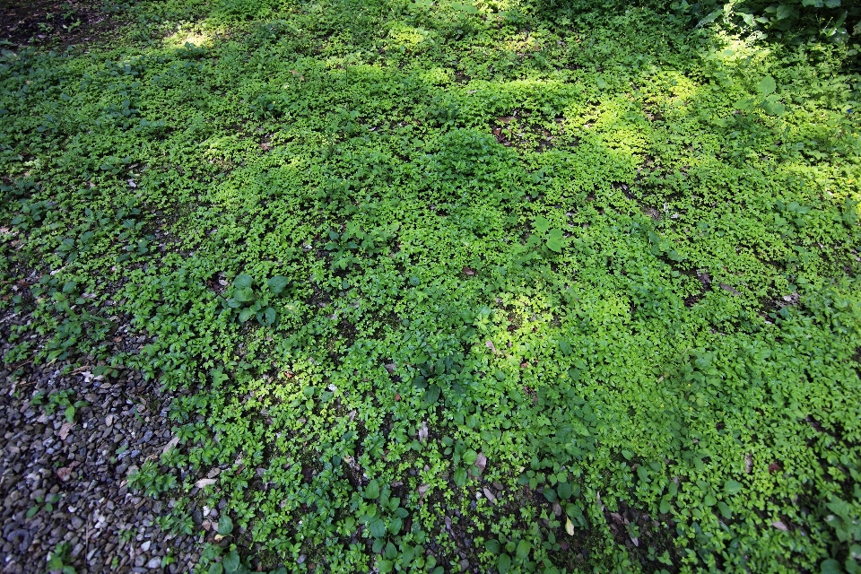 树 植物 叶子 花