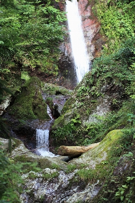 Water forest waterfall creek Photo