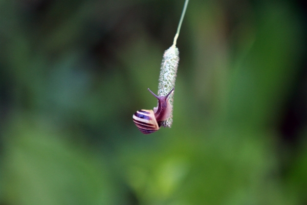 Nature grass blur plant Photo