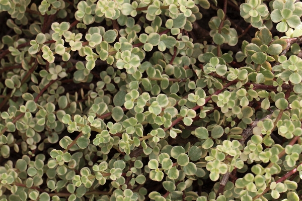 Plant leaf flower pattern Photo