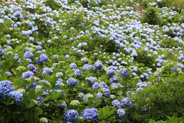 植物 草原
 花 高い 写真