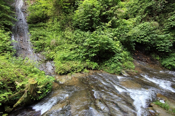 Tree water forest waterfall Photo