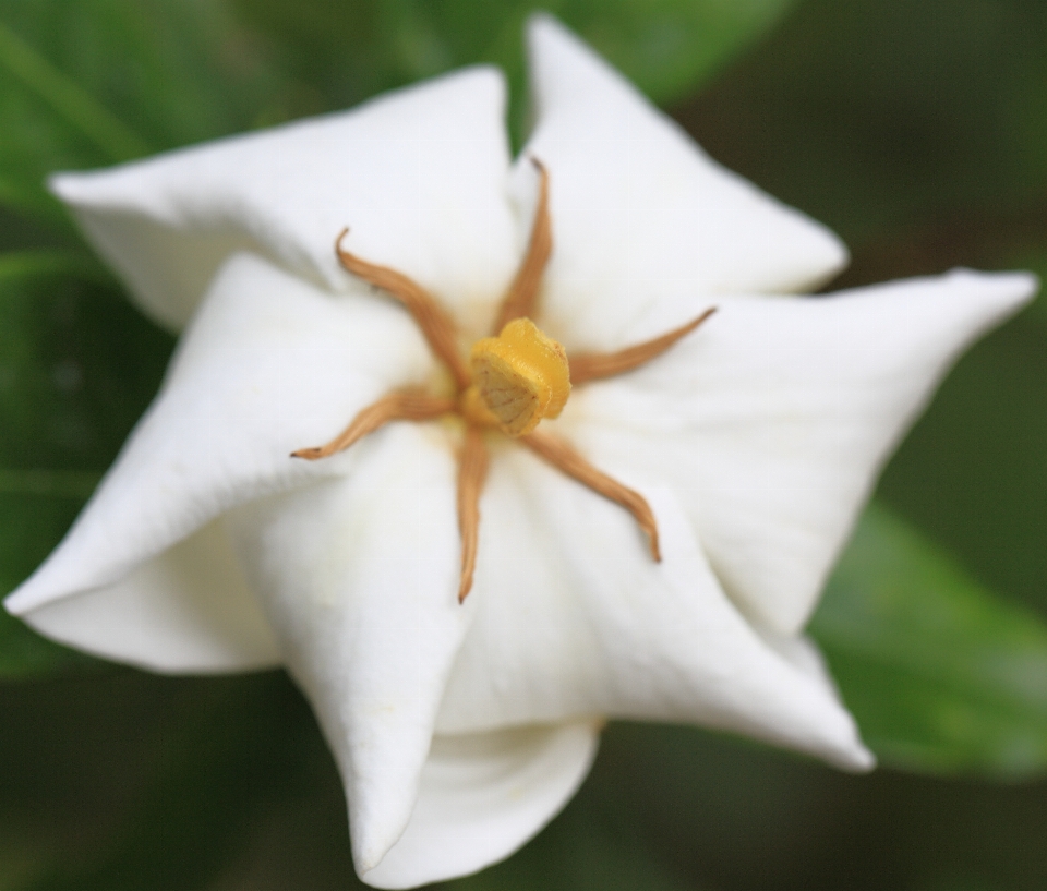 Fleurir usine blanc feuille