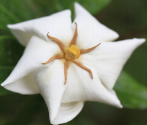 Blossom plant white leaf Photo