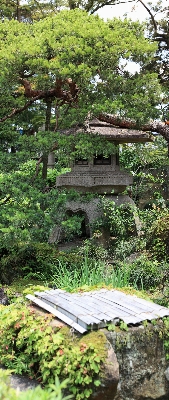 Foto Albero foresta pianta foglia