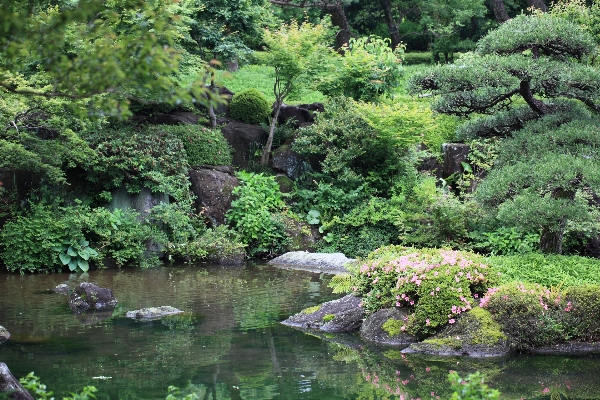 树 森林 荒野 植物 照片