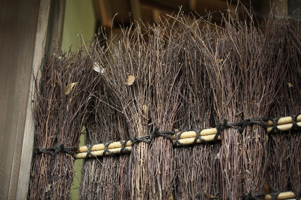 Branch fence plant wood Photo