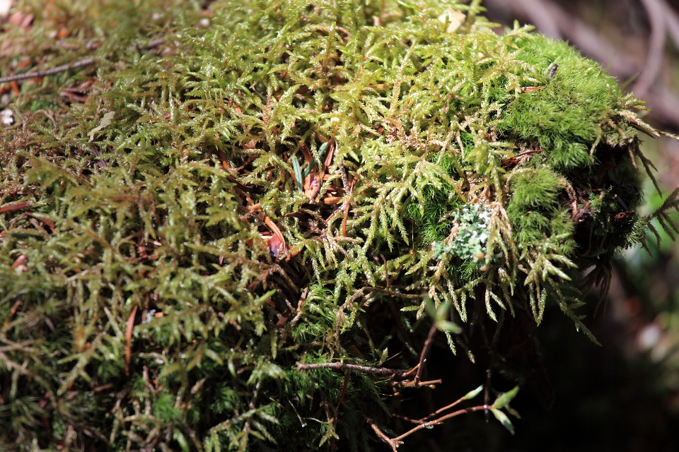 Pohon rumput cabang tanaman