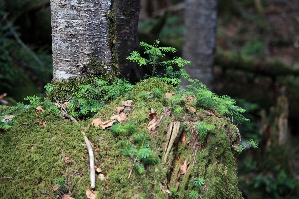 Tree forest branch plant Photo