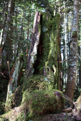 Tree nature forest rock Photo