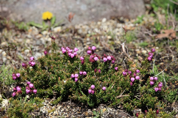 Blossom plant flower high Photo