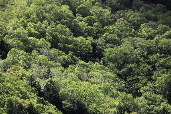 Foto árbol naturaleza bosque desierto
