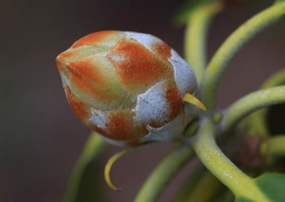 Branch blossom plant photography Photo