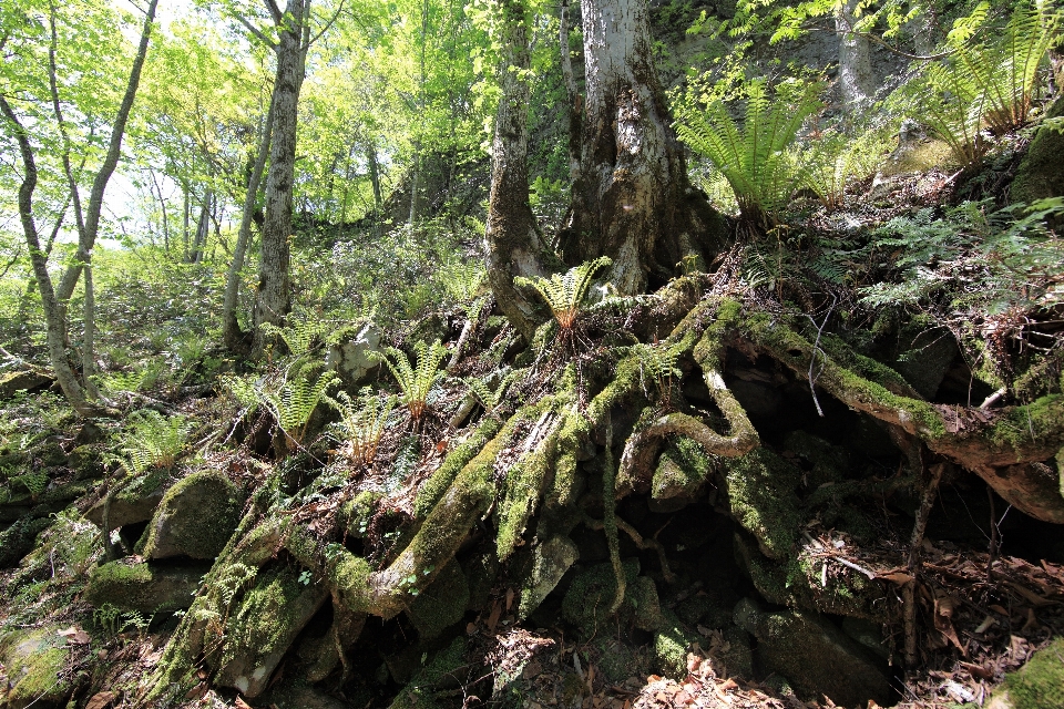 Baum wald wasserfall wildnis
