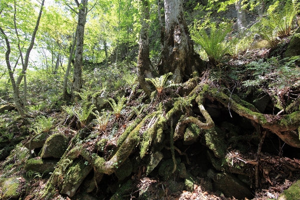 Tree forest waterfall wilderness Photo