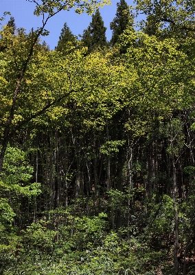 Tree nature forest waterfall Photo